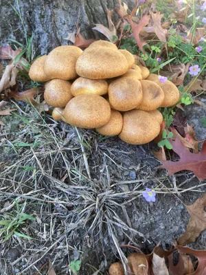 Laughing gym mushrooms