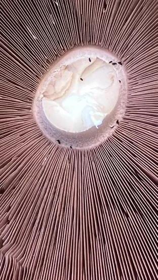 Mushroom gills
