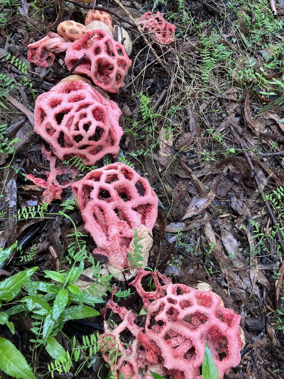 Red cage mushroom